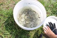お魚探検隊